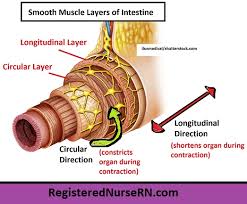 • smooth muscles respond to stretch only briefly, and then adapts to its new length. Smooth Muscle Anatomy Mnemonic Contraction Multi Unit Vs Single Unit