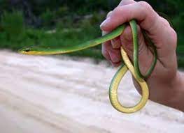 10 Opheodrys Aestivus Ideas Green Snake Snake Baby Snakes