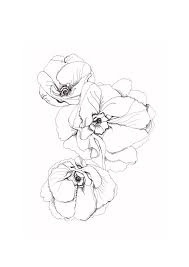 Fine Lines Flower Line Drawings Flower Drawing Poppy Flower Drawing