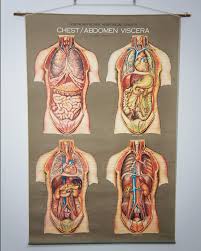 Vintage 1950s Frohse Chest Abdomen Viscera Human Anatomy Wall Chart