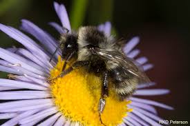 Image result for Bombus pomorum