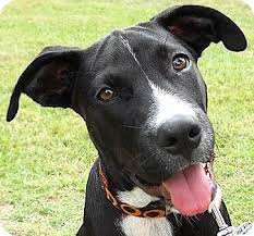 Families often purchase puppies to teach the children responsibility. Kingwood Tx Great Dane Meet Beau A Pet For Adoption