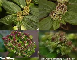 Vuon Duoc Thao: Cỏ sữa lá lớn - Asthma weed - Euphobe