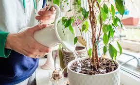 How To Revive A Dying Houseplant The