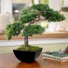 Buy Bonsai Plants Tree Online At Best Price In India Plantsguru Com