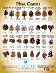 Pin By Isabelle Jenny On Pine Cones Pine Cones Pine Cone Decorations Pine Cone Art