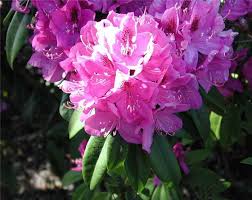 Reaching heights of up to 5 ft tall, anah kruschke is cold hardy, broadleaved evergreen shrub. Search Results