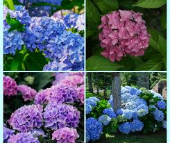 Get wholesale burgundy flowers that make your event or wedding bouquets look lush, romantic and elegant by shopping online at blooms by the box. Why Has My Blue Hydrangea Turned Pink Garden Consultant