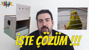 Muhabbet Kuslari Yuvaliga Neden Girmez Youtube