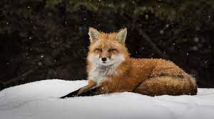 Fox Winter Snow Animals 5k Wallpaper Hdwallpaper Desktop Snow Animals Animal Wallpaper Animals