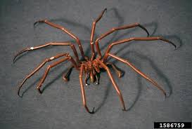 Image result for Pycnosphaera