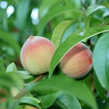 If you want the native honeysuckle (lonicera sempervirens) or commonly called coral or trumpet honeysuckle, that is also a good choice for a year round bloomer. Florida Climate Is Good For Growing Many Types Of Fruit Trees