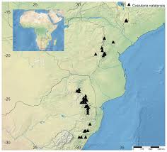 Image result for Costularia