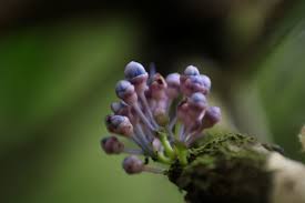 Image result for Memecylon sp. D