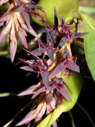 Image result for Bulbophyllum saltatorium