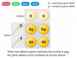 This video serves as an. Alleles And Genes Worksheets Teaching Resources Tpt