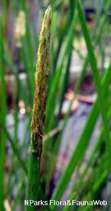 Image result for Eleocharis acutangula