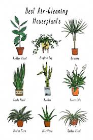 Bathroomplants Indoorplants Airplants Naturally Naturally Plants Purify Plants Purify Clean C Air Cleaning Plants House Plants Indoor Bedroom Plants