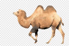 Camelus bactrianus (bactrian camel) / camelus ferus (wild bactrian camel). Bactrian Camel Dromedary Budgerigar Camel Face Animal Camel Mammal Animals Pet Png Pngwing
