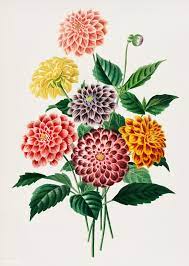 Vintage Illustration Of Dahlia Premium Image By Rawpixel Com Vintage Illustration Flower Illustration Flower Painting