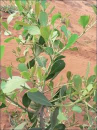 Image result for Gymnosporia senegalensis