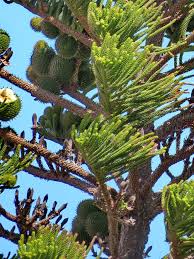 Image result for Araucaria