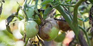Blight spreads quickly, causing leaves to discolor, rot and collapse. What Are The Best Tomato Blight Recipes