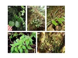 Image result for Peperomia fernandopoiana