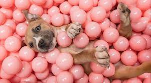 New york institute of photography. How To Be A Dog Photographer Marketplace