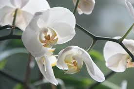 Maybe you would like to learn more about one of these? S O S Orchidea Come Salvarla Se Ha Perso Le Foglie E I Fiori Guida Giardino