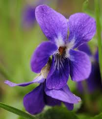 Violet Oh The Scent Veilchen Lila Garten Lila Blumen