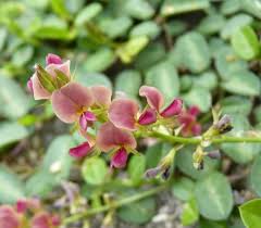 Image result for Alysicarpus