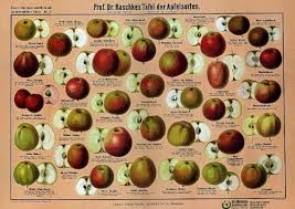 Welcher ist für den kuchen geeignet? Tafel Der Apfelsorten Apfelsorten Streuobstwiese Alte Obstsorten