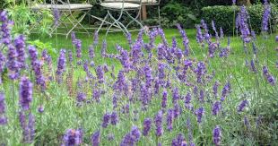 Wann lavendel pflanzen die ideale pflanzzeit im fruhjahr herbst. Lavendel Pflanzen Die Wichtigsten Tipps Mein Schoner Garten