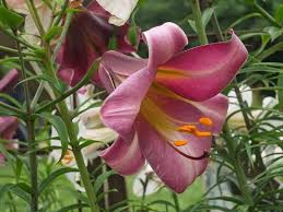 Check spelling or type a new query. 100 Lily Flowers Varieties Names And Pictures Florgeous