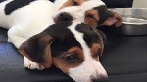 Maybe you would like to learn more about one of these? Pet Adoption Fees Waived For National Adopt A Shelter Pet Day At Indianapolis Animal Care