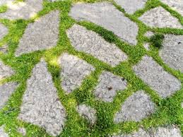 Cost of paving a patio price guide for patio paving dublin. Ground Cover Plants Between Pavers Best Plants To Grow Within Pavers