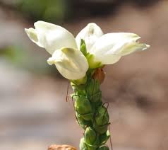 Image result for Blotiella glabra