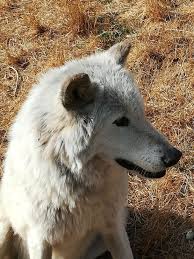 La garde nationale de votre animal, garde de chiens, garde d'animaux, pension pour chien, promenade de chien, garde de chat. Pet Sitter In Marignane Le Rove Garde De Chien A Domicile Petbacker Provence Alpes Cote D Azur