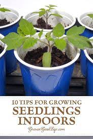 10 Steps To Starting Seedlings Indoors Seedlings Indoors Starting Seedlings Indoors Growing Vegetables