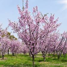 Navnet hvidtjørn henviser til de hvide blomster, som blomstrer i april. Kob Flotte Alletraeer Landskab Have Og Park Forstplant