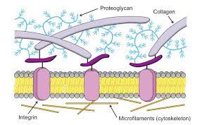 Plant cells are often larger than animal cells. Extracellular Matrix Bioninja