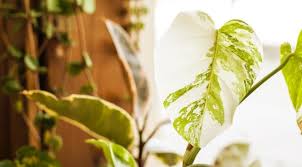 40cm with the pot, which is 15cm hight. Can You Grow Variegated Monstera From Seed Planet Houseplant