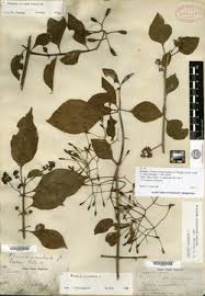 Image result for Pisonia aculeata