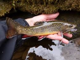 Maybe you would like to learn more about one of these? Fish Facts Brook Trout Salvelinus Fontinalis Orvis News