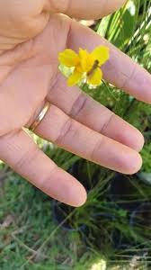 Image result for Xyris schliebenii