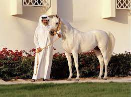 image result for الشيخ حمد بن خليفة مع الخيل horses arabian horse arabians