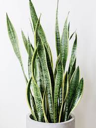 Image result for Sansevieria humiflora