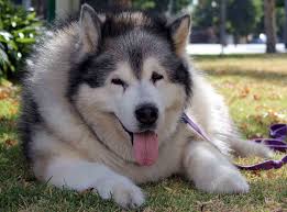 Basic and specific (basp) classification for pattern hair loss (from: Is It Ok To Shave A Dog Does It Grow Back Walkerville Vet