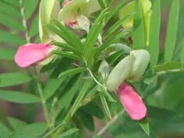 Image result for Tephrosia montana